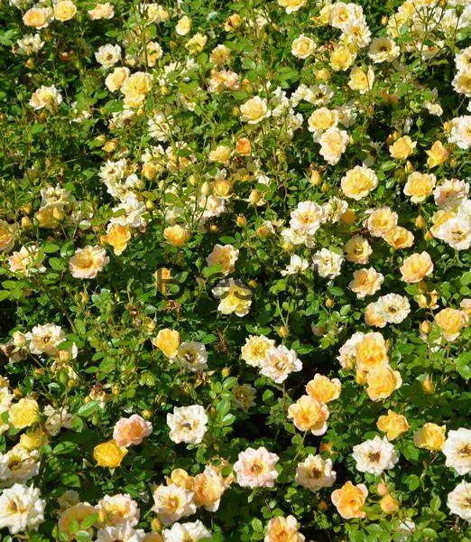 Rosa yellow fairy